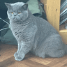 EnglishGarfield