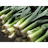 leeks emoji