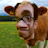 riceycow emoji